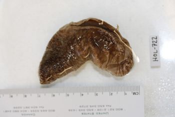 Media type: image;   Invertebrate Zoology HOL-722 Description: Preserved specimen.;